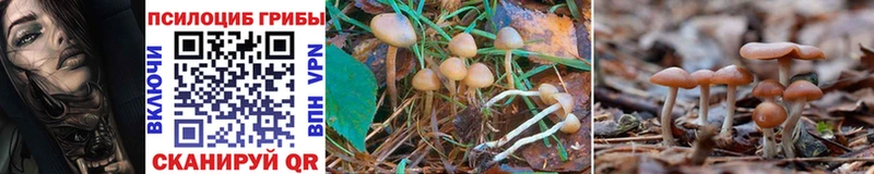 Купить закладки  Менделеевск  Галлюциногенные грибы GOLDEN TEACHER 